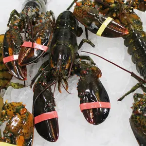 新鲜新库存海鲜新鲜冷冻龙虾最好批发龙虾尾，活龙虾，活多刺龙虾出售