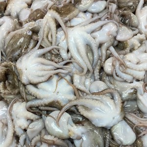 Premium Frozen <b>Octopus</b> From Vietnam Bulk Purchase with Competitive Wholesale Prices Quality Freshness Assured Box Packing - Product Image 3