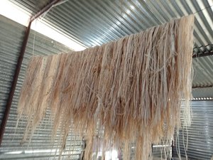 Natural Banana Fiber <b>Filling</b> for <b>Cushions</b>, Toys & Insulation Materials - Product Image 4