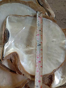 Coquillages en nacre de qualité supérieure du Vietnam Technique polie Prix compétitifs pour une décoration de bijoux exclusive - Product Image 6