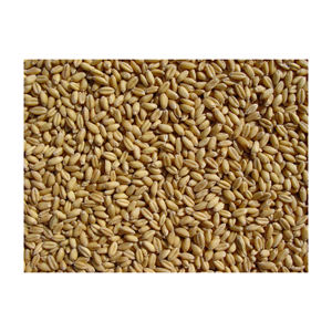 Grain de blé tendre de qualité pour les ventes/grain de blé pour l'alimentation animale et humaine/grain de blé prix de marché le plus bas - Product Image 6