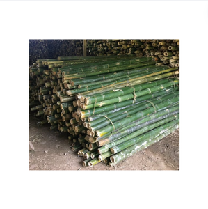 ผู้จําหน่ายเสาไม้ไผ่หวายธรรมชาติคุณภาพดีในเวียดนาม - เสาไม้ไผ่คุณภาพสูง - Product Image 1