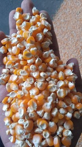 ข้าวโพดสีเหลืองสำหรับการบริโภคของมนุษย์ข้าวโพดสีเหลืองแบบไร้จีเอ็มโอข้าวโพดสีเหลืองอบแห้งสำหรับอาหารสัตว์ - Product Image 5