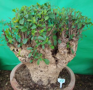 Grandes árboles bonsái de Baobab de 20 a 100 años (huile baobab, feuille) - Product Image 6