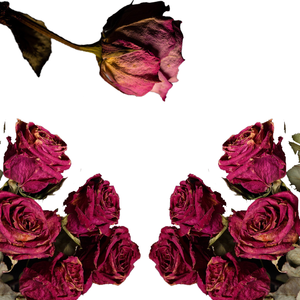 Fleur de rose rouge séchée | Pétales de plantes pour les mélanges de thé et les masques capillaires - Product Image 3