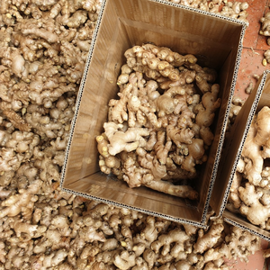 Jengibre fresco con distribuidor completo, especias vietnamita de jengibre fresco, gran cantidad, vacaciones - Product Image 5