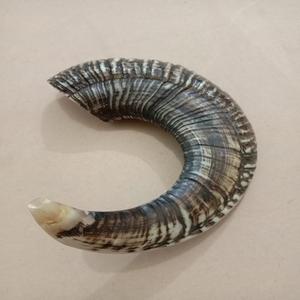 Authentique corne à boire Viking écologique faite à la main forme naturelle polie pour les collectionneurs d'événements médiévaux de boissons uniques - Product Image 5