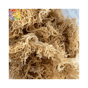 Mousse de mer dorée séchée de qualité supérieure, algues mousse irlandaise non salées pour gel de mousse, Chondrus Crispus sauvage, emballage de 25kg - Product Image 4