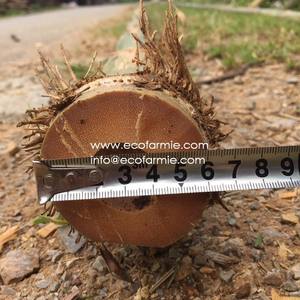 Poteaux en bambou tonkin solide naturel de qualité supérieure, fournisseur du Vietnam, vente de matières premières bon marché - Product Image 6