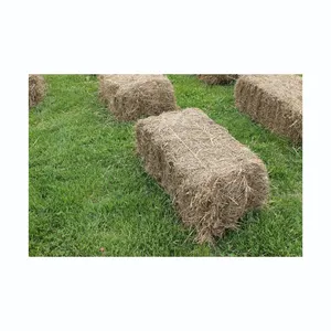 Premium Rhodes Grass Hay Bales For Animal Feed and Forage Best Quality Rhode