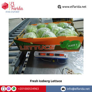 Qualité optimale Vente à chaud 100% Naturel Bonne qualité Légumes frais Laitue Iceberg d'Egypte Fabricant d'origine - Product Image 6