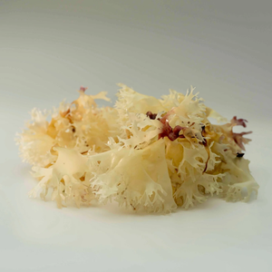 Summer Flash Sale: 15% Off Irish Moss Combo Packs (Seamoss Gold - Purple) - Product Image 4