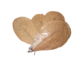 Premium Indian Almond Catappa Leaves 21-25 cm / 8.26 to 9.8" Pack of 50 Fish <b>Food</b> for Bettas and <b>Other</b> <b>Pets</b>" - Product Image 4