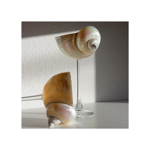 Seashell Glasses (Unique Handmade) - Natural Snail Shell Wine Cup <b>Goblet</b> for Beach Vibe Party, Table Display - Product Image 1
