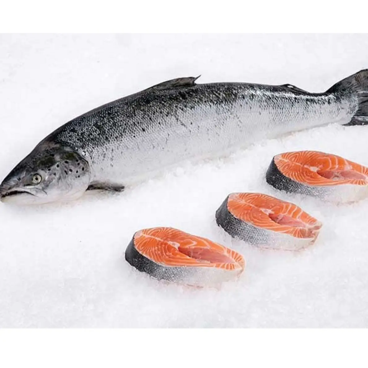 Pescado de salmón fresco congelado de alta calidad a la venta al mejor precio