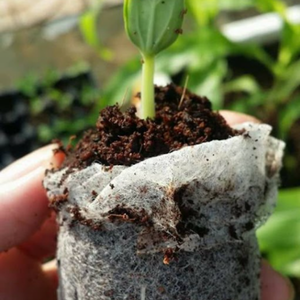 Bloc de tourbe en fibre de coco \ Amendement de sol multi-usages | Produit de cosse de meilleur vendeur - Product Image 2