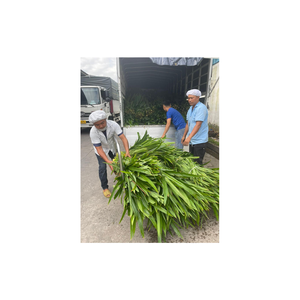 MEJOR VENTA HOJAS PANDAN SECAS 100% NATURAL DE VIETNAM CON CALIDAD PREMIUM - Product Image 4