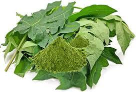 <b>FRESH</b> <b>PAPAYA</b> LEAVES POWDER / DETOX SUPPORT / CLEAN LABEL / SUSTAINABLE - Product Image 3