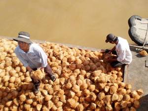 La noix de coco Mature bon marché est un matériau naturel dans l'industrie alimentaire pour créer des produits du Vietnam - Product Image 2