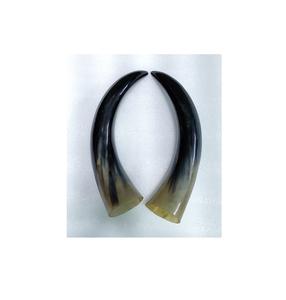 Búfalo par cuerno nuevo diseño pared decorativa búfalo par cuerno 100% color natural brillante pulido para cuerno de par de vaca - Product Image 2