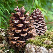 Pinecones ตกแต่งแบบชนบทและออร์แกนิกที่สมบูรณ์แบบสำหรับงานหัตถกรรมวันหยุดเครื่องประดับคริสต์มาสและการตกแต่งบ้านตามธรรมชาติ - Product Image 4