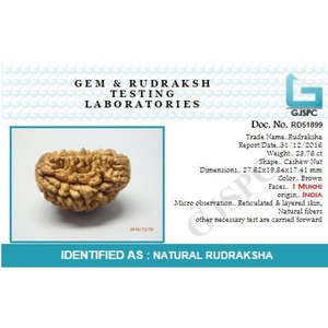 Rudraksha 1 Mukhi d'Inde, 100% originale et certifiée, en forme de demi-lune, gemme religieuse hindoue pour cadeau - Product Image 5