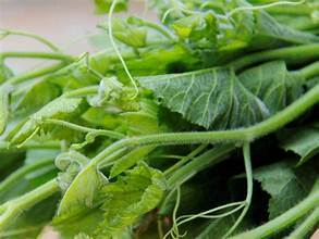 INGREDIENTE BASADO EN PLANTAS DE ETIQUETA LIMPIA DE HOJAS DE CALABAZA CONGELADAS DE CALIDAD PREMIUM PARA EL APOYO INMUNE Y LA DIETA SALUDABLE - Product Image 4