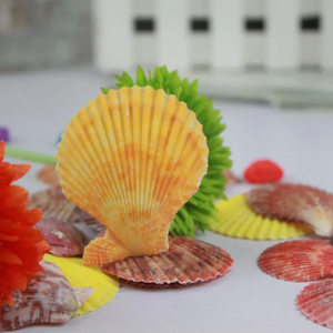 ผู้ส่งออกเปลือกหอยจากเวียดนาม เปลือกหอยธรรมชาติขัดเงา งานฝีมือจากเปลือกหอยสำหรับตกแต่ง - Product Image 3