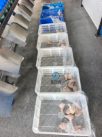 Automatische weegsorteermachine, voedsel sorteermachine voor vlees, groente en fruitverwerkingslijn, op maat gemaakte oplossing