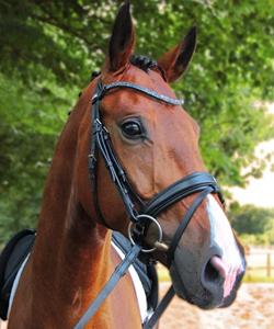 Magic Tack Snaffle Bridle Horse Leather Brida Mejor calidad disponible color negro y marrón - Product Image 1