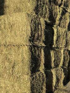 Alfalfa al Mejor Precio en Venta, Heno de Alta Calidad Apto para Ganado, Caballos, Vacas, Conejos y Compradores Mayoristas - Product Image 3