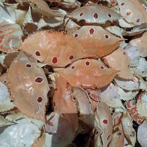 2024 Cáscaras de cangrejo secas más vendidas para el procesamiento de alimentos para animales Favoritos del mercado - Product Image 4