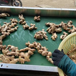 Gingembre frais entier, racine coupée, biologique, pour épices, cuisine indienne et asiatique, distributeur en gros Vietnam, 99GD Pearla 0,5kg 2 - Product Image 5