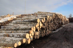 High Quality Aspen <b>Logs</b> in bulk for export ready - Product Image 3