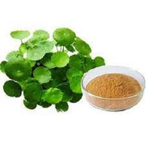 ISO fournit Offre Spéciale extrait de Bacopa Monnieri végétal naturel de haute qualité 50% Bacosides - Product Image 1