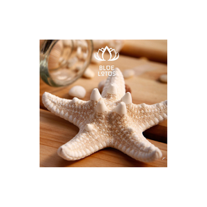 High Quality Blue Lotus Mix Decorative Seashell Natural Decoration Ashley Nguyen - Product Image 1