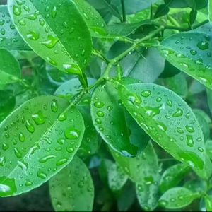 Thai Kaffir Lima Hojas Secas - Product Image 1