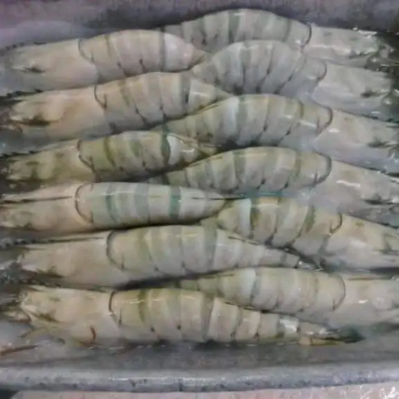Fresh Water 100% Halal Fresh Frozen Black Tiger Shrimp Prawn Seafood From Canada