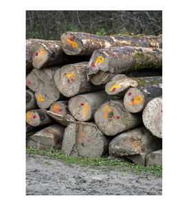 Troncos de arce sicomoro de alta calidad en venta a bajo precio, ideales para aserraderos, fábricas de muebles e industrias forestales. - Product Image 2