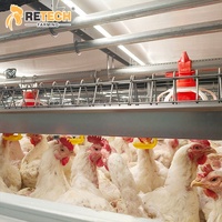 Système de cages d'élevage automatiques pour poulets de chair, type H, 4 niveaux, galvanisé à chaud, pour 10 000 poulets, à vendre