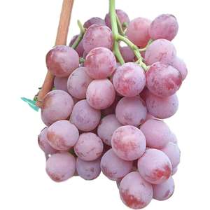 Uvas sin semillas orgánicas frescas para la venta - Product Image 5