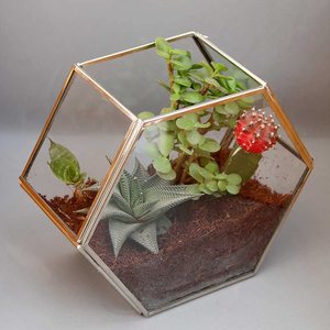 Terrario de Vidrio Geométrico de Diseño Moderno, Venta Caliente, Macetero de Metal Negro para Suculentas, para Centros de Jardinería y Bodas - Product Image 5