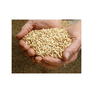 Graines d'orge décortiquées et perlées 100% malt séchées pour l'alimentation animale Consommation humaine Brassage de bière - Product Image 3