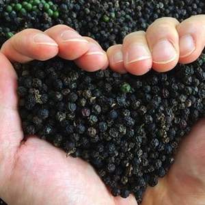 Épices chaudes de haute qualité 570g/L MC nouvelle culture graines de poivre noir prix d'usine direct haut Vietnam Hanfimex WhatsApp disponible - Product Image 6