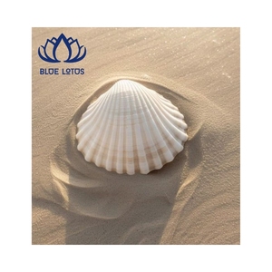 FAVORITO DE LOS CLIENTES 2026 Conchas de Vieira Blancas, Material Limpio para Arte, Manualidades y Decoración de Interiores, Calidad de Exportación Duradera - Product Image 1