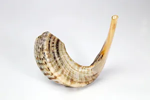 La mejor calidad Ram Horn Shofar Cuerno natural Shofar para soplar y propósito religioso Kosher Shofar Pulido Ram Sheep Horn - Product Image 2
