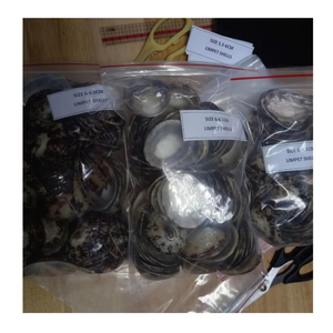 Limpet Shell du Vietnam utilisé pour les projets d'artisanat et de décoration faits à la main fournis par 99 Gold Data Limpet Shell Exportateur - Product Image 5