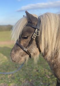 Bride de cheval-Chêne New Cob Brown Bridle Couleur Rembourrage Coutures contrastées - Product Image 5