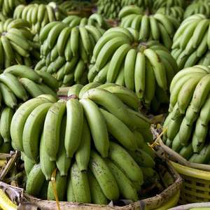 Les bananes Cavendish fraîches les moins chères et de la meilleure qualité – Bananes vertes Cavendish bio de haute qualité, cultivées avec soin - Product Image 1