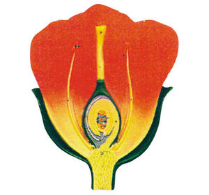 Sección deslizante inferior, proporciona una descripción precisa de la estructura y reproducción de una planta en floración - Product Image 1